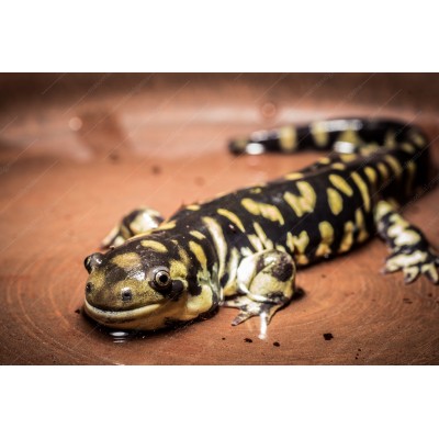 Salamandra tigre - Ambystoma tigrinum 